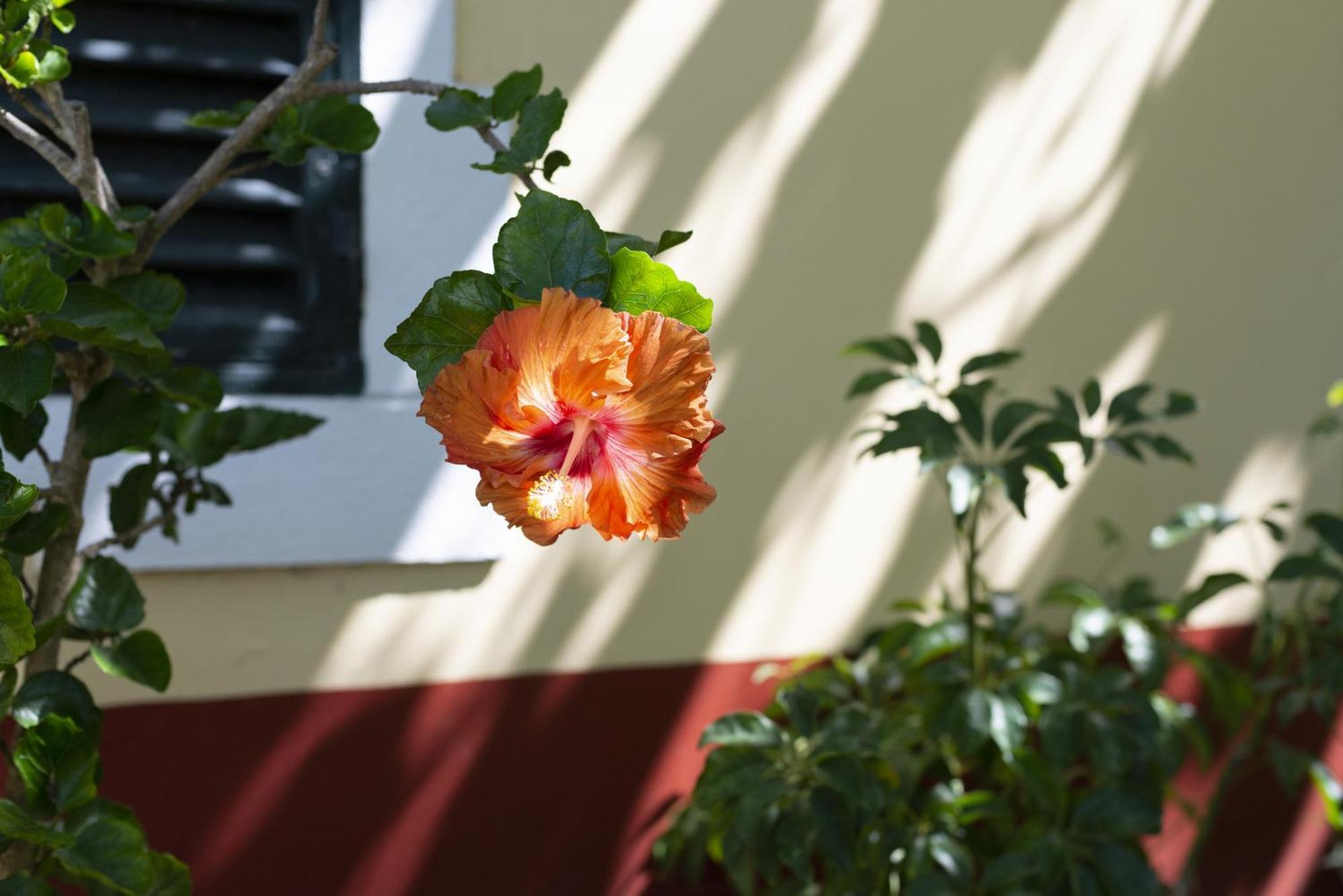 Quinta Das Hortensias Arco de Sao Jorge Ngoại thất bức ảnh